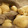 The Finns are going to seed potato in Pskov region