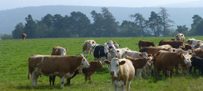 Restrictions Imposed On Ruminants Imported from Bulgaria