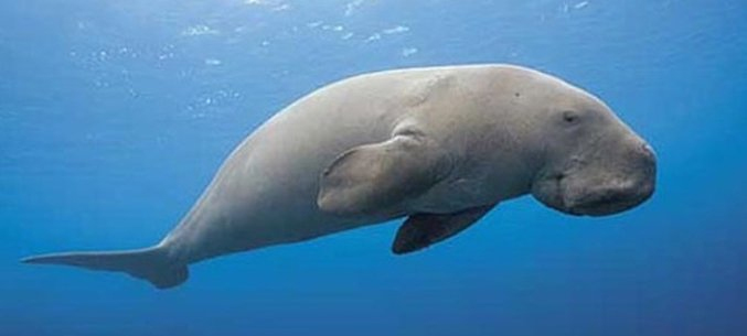 China Key Importer of Russian Whales, Other Marine Mammals