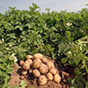 Chinese to erect Novosibirsk Region's largest potato facility