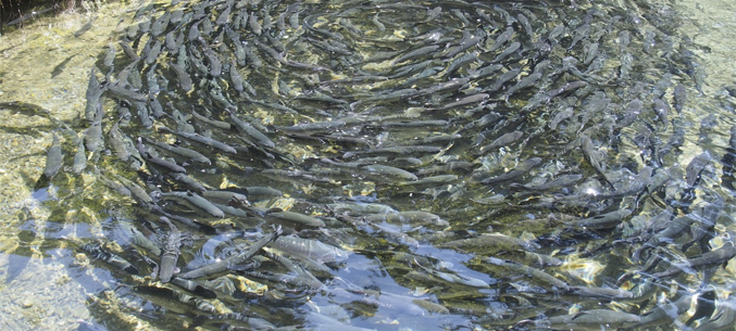 Mekong Delta city looks to Russia for aquaculture investment
