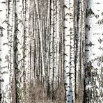 Birch-tree processing facilities to be erected near Novosibirsk by Chinese this autumn