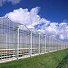 Penza Government searching for investors to construct growing glasshouses