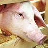 Chinese investor to construct pig-breeding farm in Ryazan