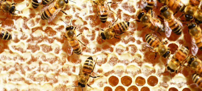 Russia Decreased Import of Live Bees
