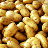 Swedes Launch in Kaliningrad Production Facility for Elite Seed Potato