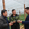 Chinese investors to erect greenhouses in Novgorod Region