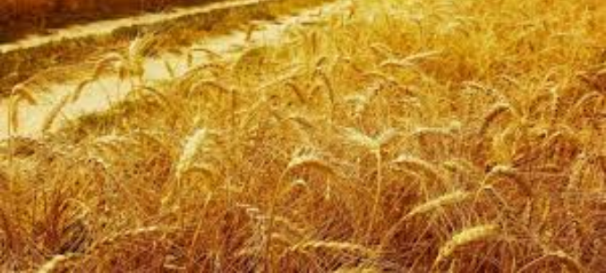 Russian wheat to Iraq