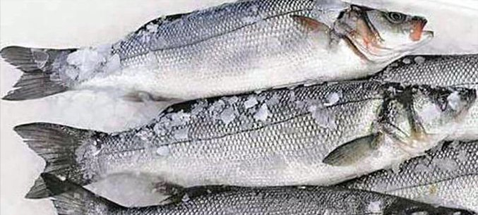 Russia Builds Up Frozen Fish Exports