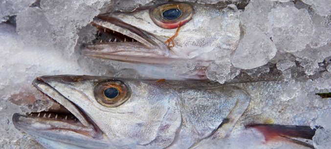 Russias Frozen Fish Export To China Went Up By $295 mln