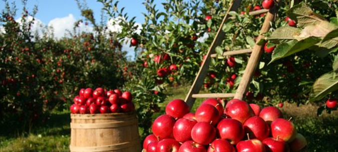 Russias Apple Import Significantly Exceeds Its Export 