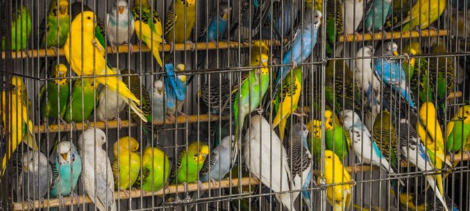 Uzbekistan Overtakes Surinam on Parrots Market