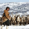 Chinese investors to turn to Kamchatka deers