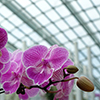 Chinese company to make beach umbrellas and grow orchids in Buryatia