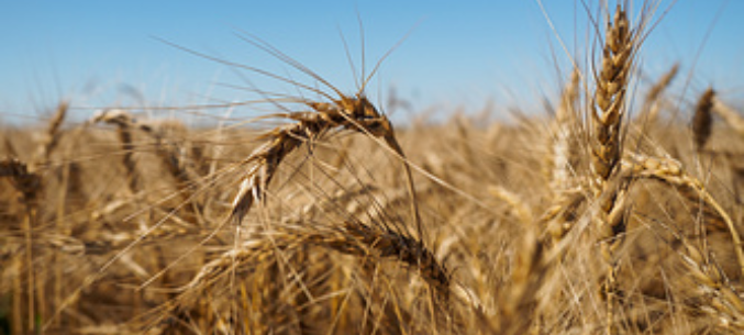 Russias grain export may reach up to 53 mln tonnes in 2017-2018 agriculture year