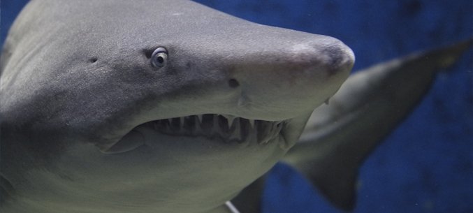 Russias Demand For Shark Meat Declines