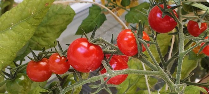 Uzbekistan Tripled Tomato Export to Russia 