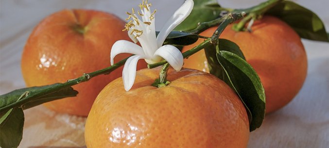 Russias Import of Tangerines Gathers Speed