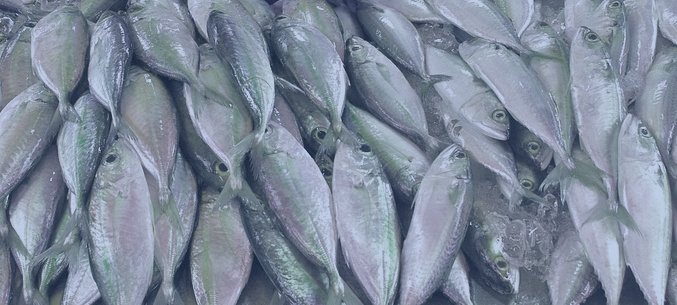 Korea, China, Japan, Nigeria: Who Else Imported Fish From Sakhalin Region?