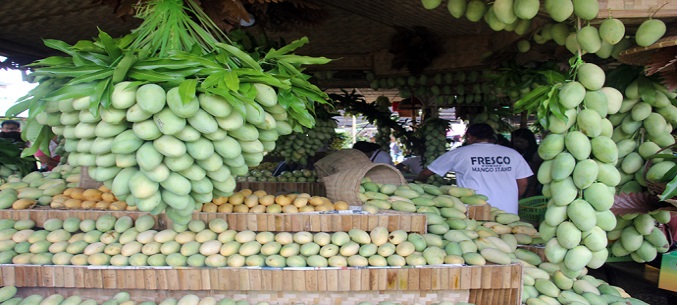 Philippines starts mango export to Russia in May